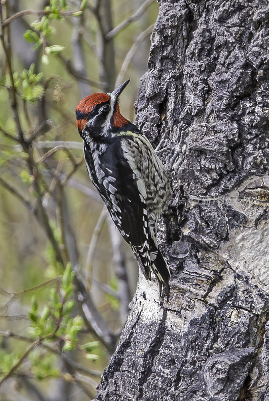 红枕sapsucker (Sphyrapicus nuchalis)是一种中等大小的北美啄木鸟，生活在怀俄明州的黄石国家公园。巢。